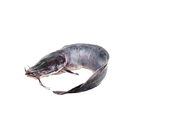 CAT-FISH