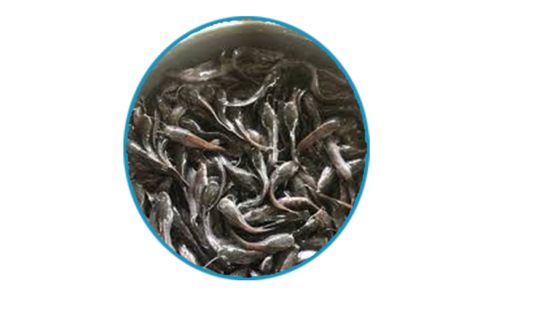 Fingerlings