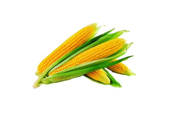 Maize or Corn