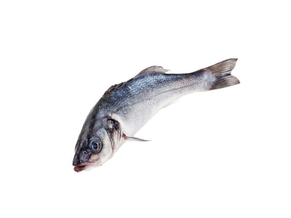 Salmon