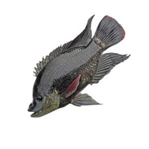 Tilapia