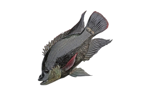 Tilapia