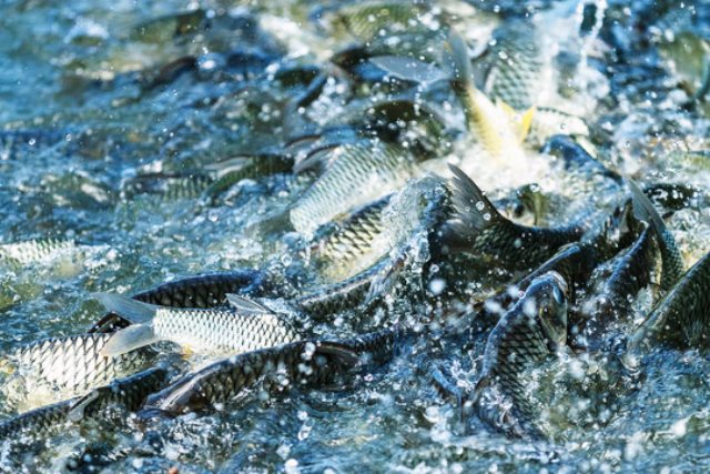 Top 5 Health Benefits of Eating Freshwater Fish