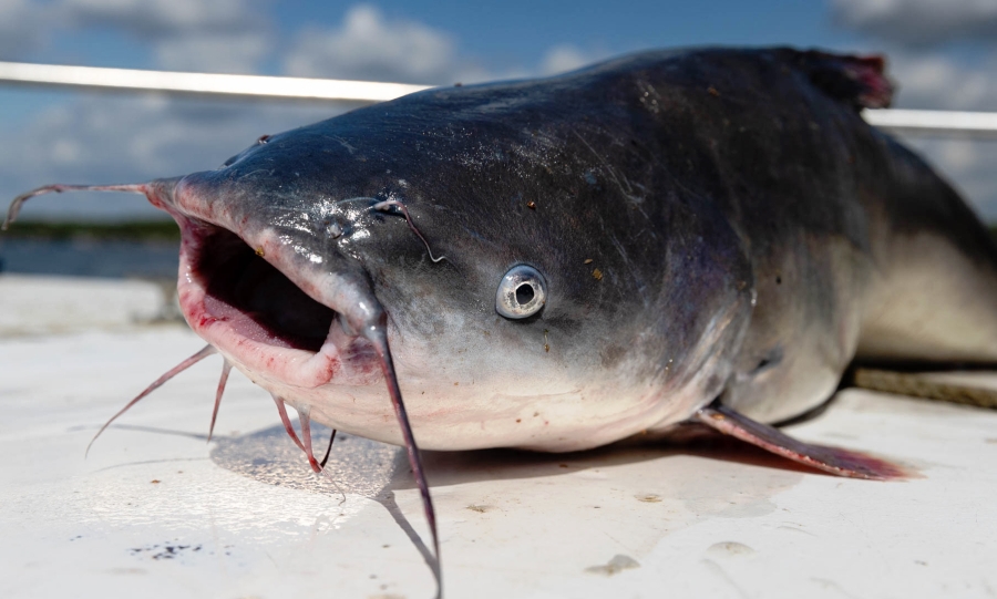Feeding Your Catfish: Tips for Providing a Nutritious and Balanced Diet